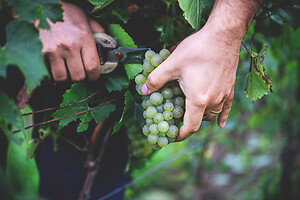 Photo Domaines-Viticoles Champagne Drappier  - n°19282
