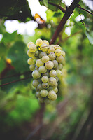 Photo Domaines-Viticoles Champagne Drappier  - n°19284