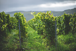 Photo Domaines-Viticoles Champagne Drappier  - n°19291