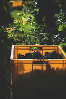 Photo Domaines-Viticoles Champagne Drappier  - n°19294