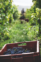 Photo Domaines-Viticoles Champagne Drappier  - n°19297