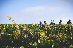 Photo Domaines-Viticoles Champagne Drappier  - n°19299