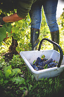 Photo Domaines-Viticoles Champagne Drappier  - n°19303