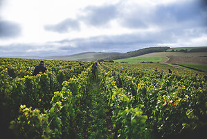 Photo Domaines-Viticoles Champagne Drappier  - n°19306