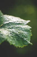 Photo Domaines-Viticoles Champagne Drappier  - n°19309