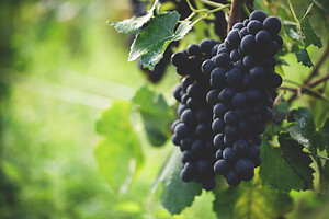 Photo Domaines-Viticoles Champagne Drappier  - n°19311