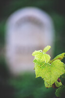 Photo Domaines-Viticoles Champagne Drappier  - n°19313