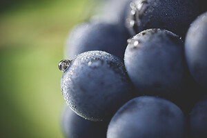 Photo Domaines-Viticoles Champagne Drappier  - n°19314