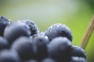 Photo Domaines-Viticoles Champagne Drappier  - n°19315