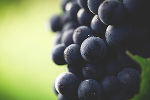 Photo Domaines-Viticoles Champagne Drappier  - n°19317