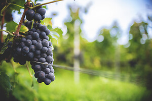 Photo Domaines-Viticoles Champagne Drappier  - n°19318