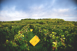 Photo Domaines-Viticoles Champagne Drappier  - n°19319