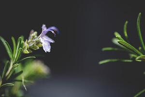 Photo Reportages Noctua Boissons  - n°19411