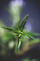 Photo Reportages Noctua Boissons  - n°19413