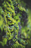 Photo Reportages Saint-Vincent Tournante - Maranges  - n°19783