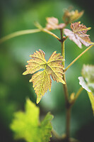 Photo Domaines-Viticoles Domaine Chollet  - n°19794