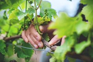 Photo Domaines-Viticoles Domaine Chollet  - n°19801