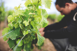 Photo Domaines-Viticoles Domaine Chollet  - n°19804