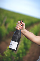 Photo Domaines-Viticoles Domaine Chollet  - n°19807