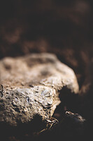 Photo Domaines-Viticoles Domaine Chollet  - n°19825