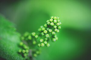 Photo Domaines-Viticoles Domaine Chollet  - n°19858