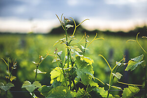 Photo Domaines-Viticoles Domaine Chollet  - n°19859