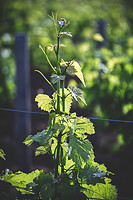 Photo Domaines-Viticoles Domaine Chollet  - n°19861