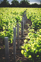 Photo Domaines-Viticoles Domaine Chollet  - n°19862