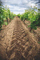 Photo Domaines-Viticoles Domaine Chollet  - n°19866