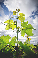 Photo Domaines-Viticoles Domaine Chollet  - n°19867