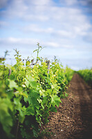 Photo Domaines-Viticoles Domaine Chollet  - n°19870