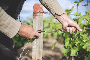 Photo Domaines-Viticoles Domaine Chollet  - n°19871
