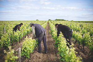 Photo Domaines-Viticoles Domaine Chollet  - n°19872