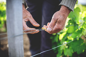 Photo Domaines-Viticoles Domaine Chollet  - n°19873