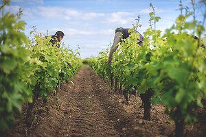 Photo Domaines-Viticoles Domaine Chollet  - n°19874