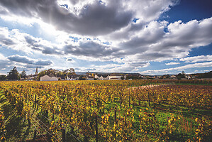 Photo Domaines-Viticoles Domaine Guy Bocard  - n°20308