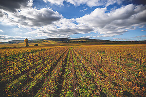 Photo Domaines-Viticoles Domaine Guy Bocard  - n°20309