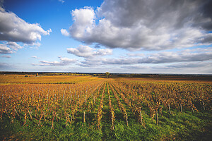 Photo Domaines-Viticoles Domaine Guy Bocard  - n°20310