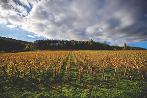 Photo Domaines-Viticoles Domaine Guy Bocard  - n°20312