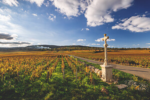 Photo Domaines-Viticoles Domaine Guy Bocard  - n°20313