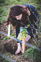 Photo Domaines-Viticoles Domaine Guy Bocard  - n°20318