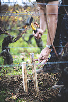 Photo Domaines-Viticoles Domaine Guy Bocard  - n°20319