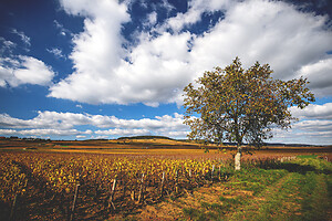 Photo Domaines-Viticoles Domaine Guy Bocard  - n°20320