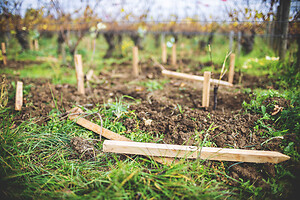 Photo Domaines-Viticoles Domaine Guy Bocard  - n°20321