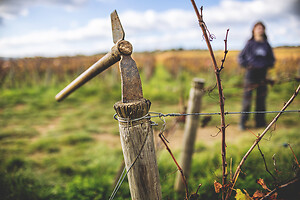 Photo Domaines-Viticoles Domaine Guy Bocard  - n°20324
