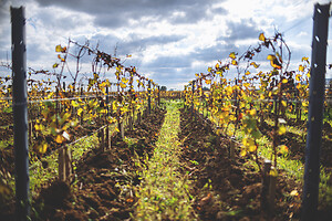 Photo Domaines-Viticoles Domaine Guy Bocard  - n°20325