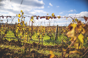 Photo Domaines-Viticoles Domaine Guy Bocard  - n°20326