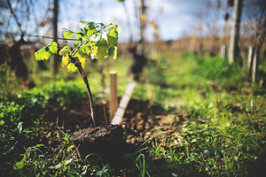 Photo Domaines-Viticoles Domaine Guy Bocard  - n°20328