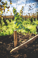 Photo Domaines-Viticoles Domaine Guy Bocard  - n°20330