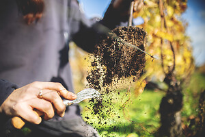 Photo Domaines-Viticoles Domaine Guy Bocard  - n°20333